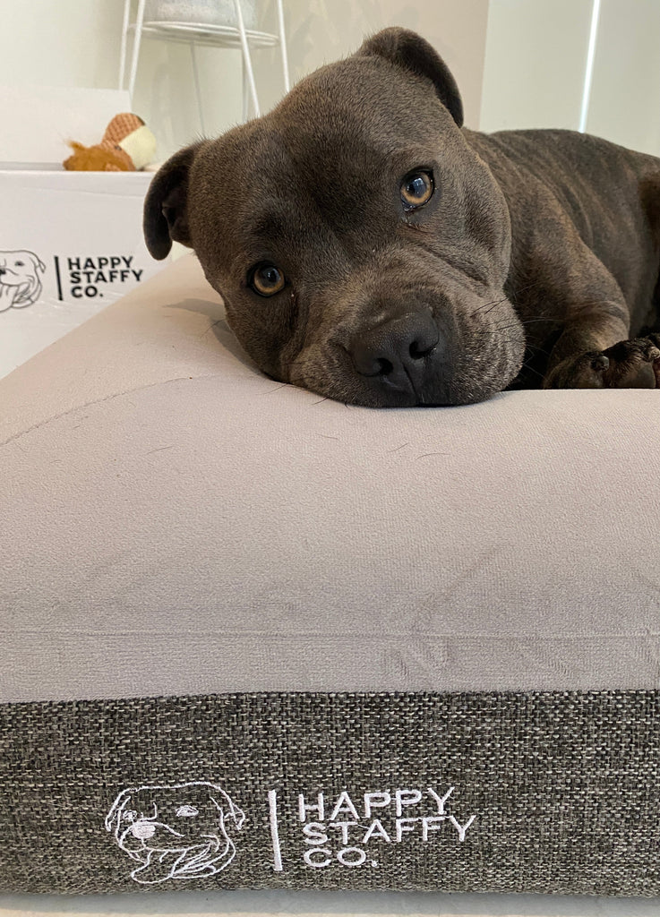 Affordable, Luxurious Dog Beds | Orthopedic Memory Foam Dog Beds ... - Large Size Canine Orthopedic Memory Foam Beds