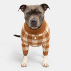 Staffy wearing a brown and cream plaid cotton dog sweater