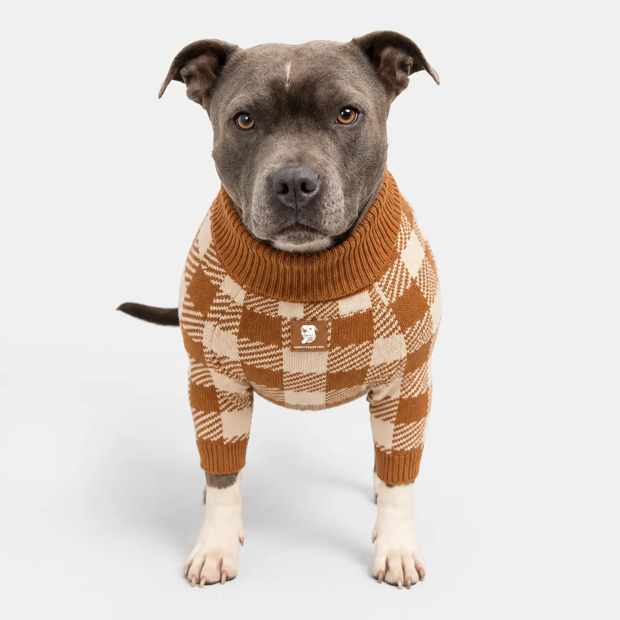 Staffy wearing a brown and cream plaid cotton dog sweater