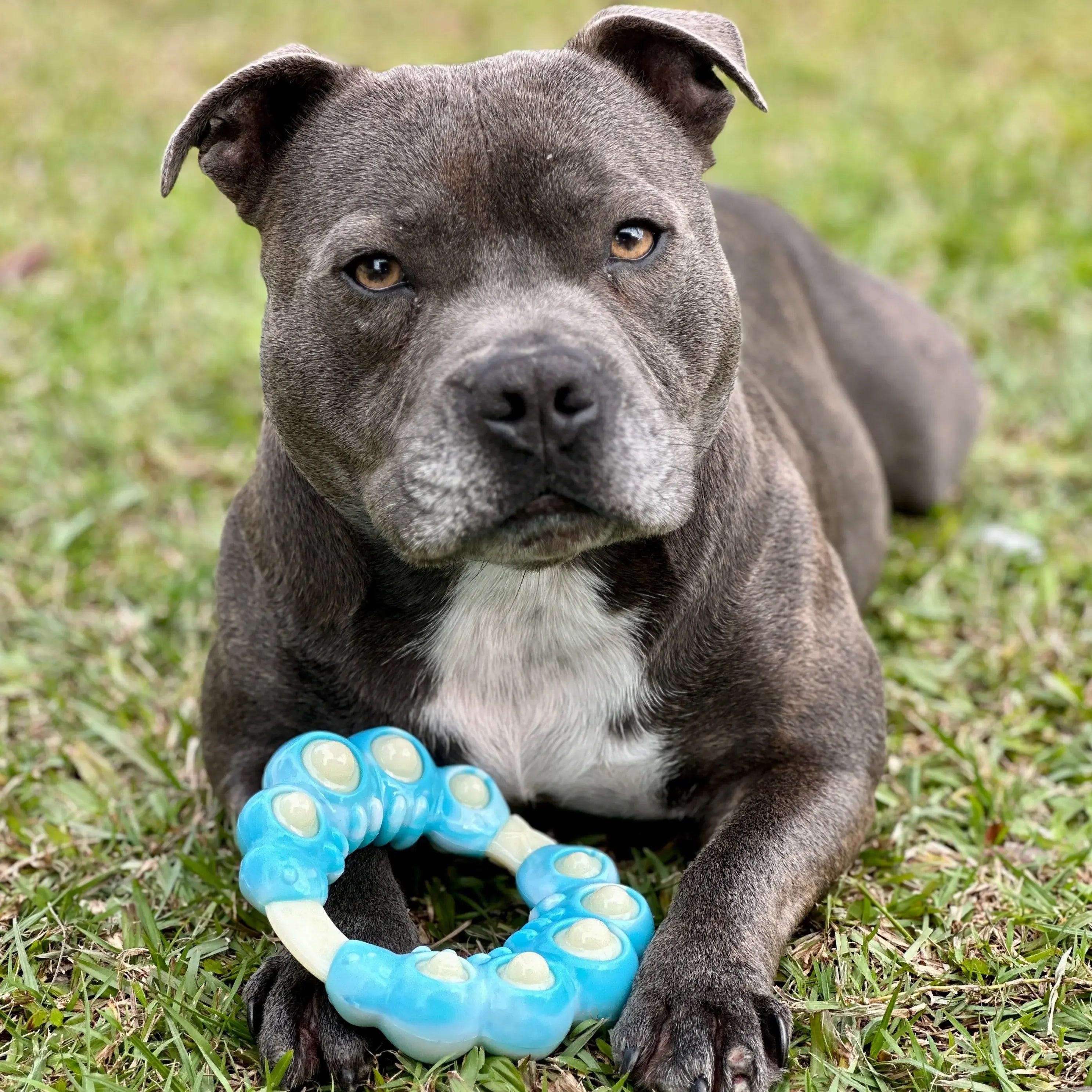 staffy toys