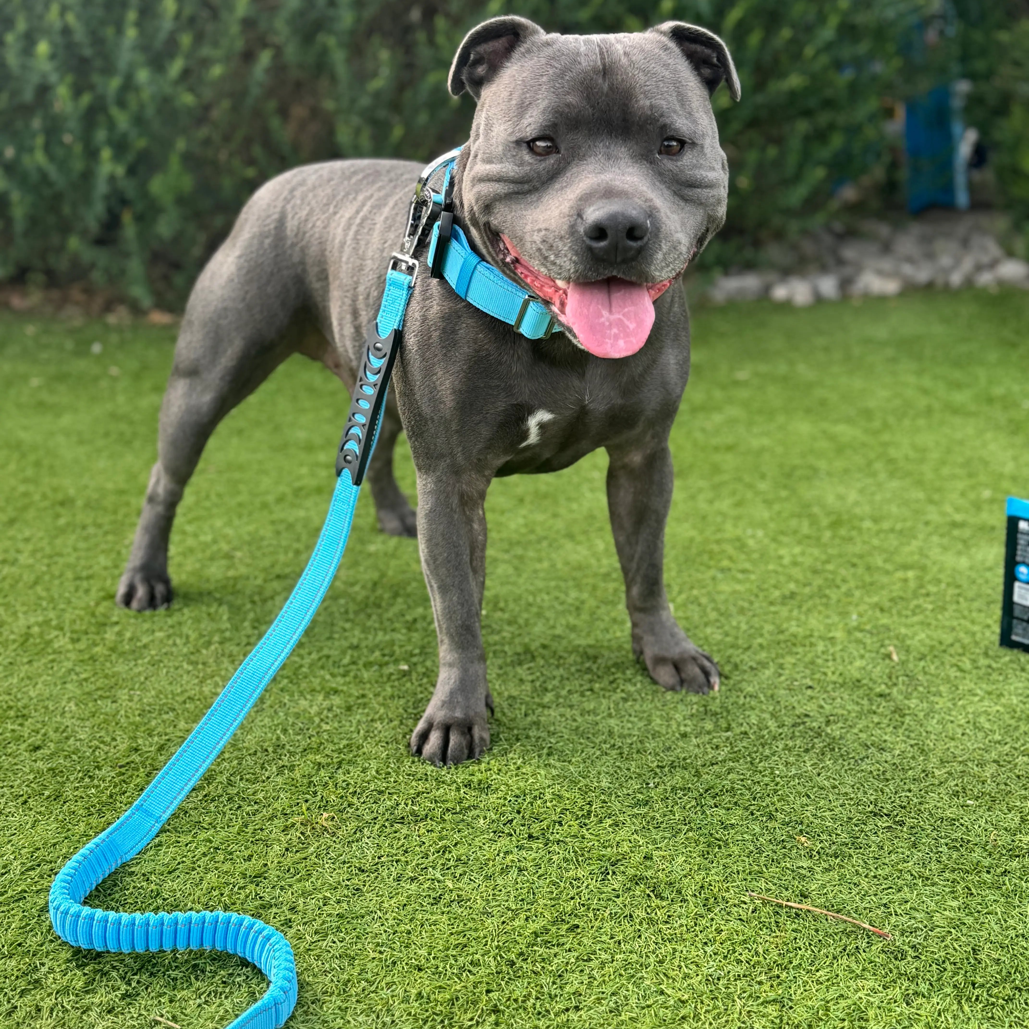 Anti Shock Bungee Leash