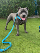 Anti Shock Bungee Leash