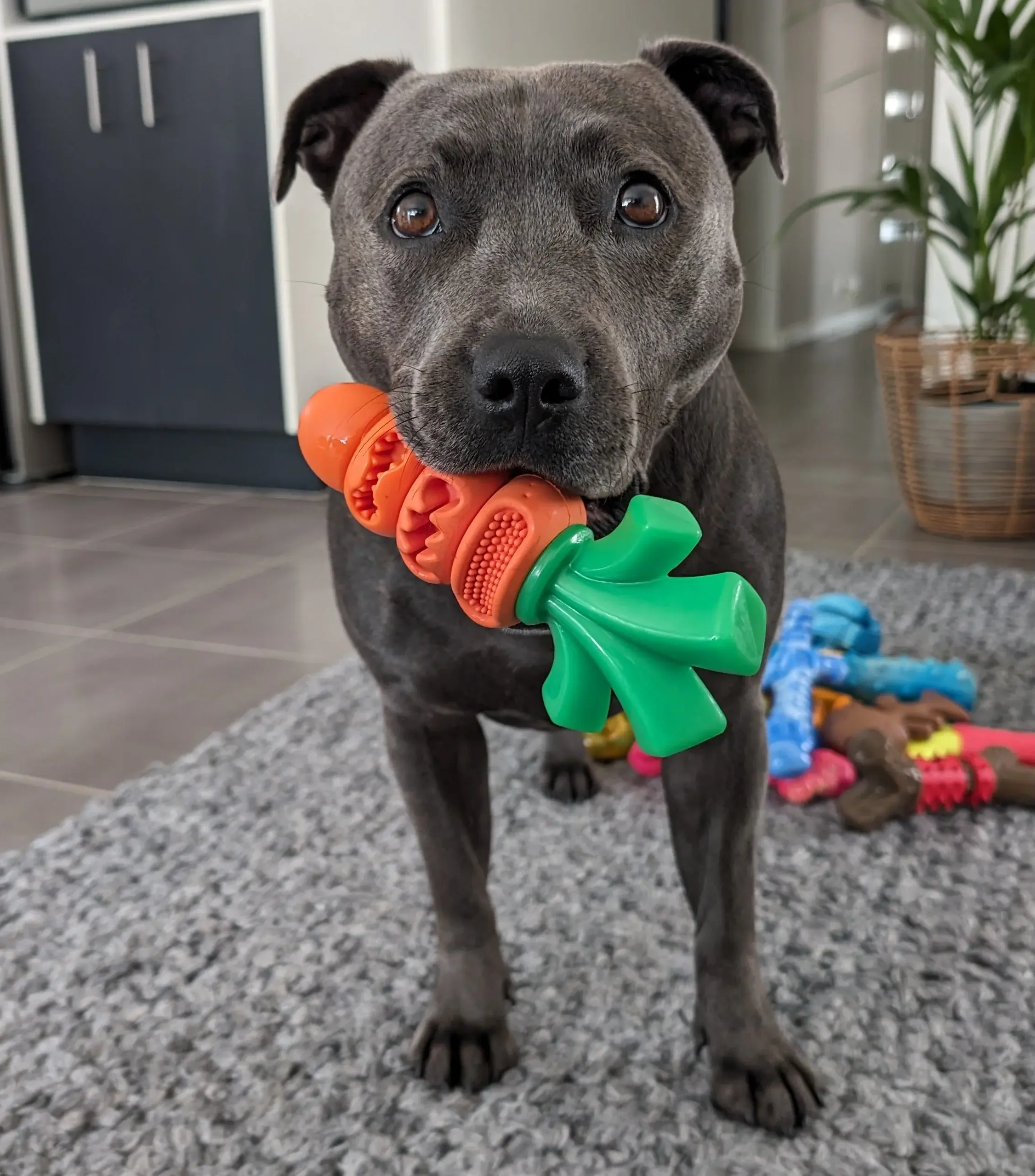 staffy toys