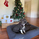 Christmas Bandana - Free Gift