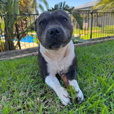 Bully Sticks (Beef Pizzle Thick)