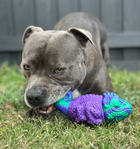 Treat & Toy Bundle (PowerFlex™ Collection)