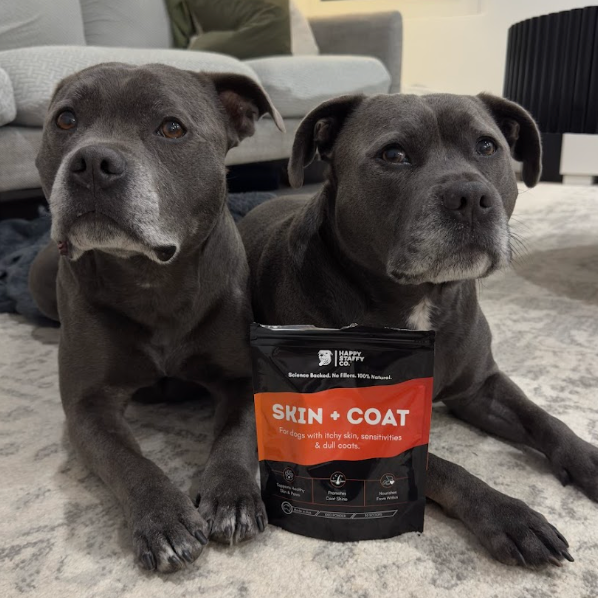 Skin & Coat Supplement