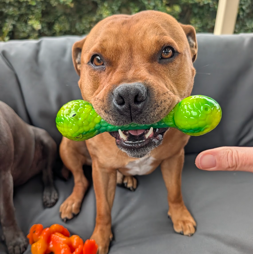 Chewzilla® Aussie Outback Collection