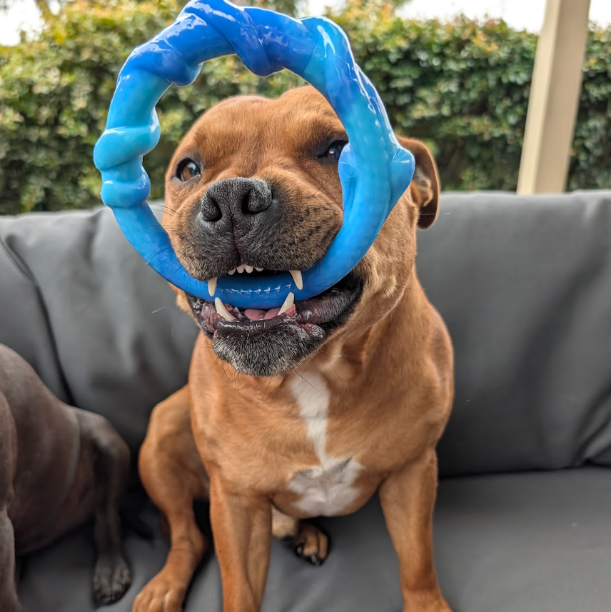 Chewzilla® Aussie Outback Collection