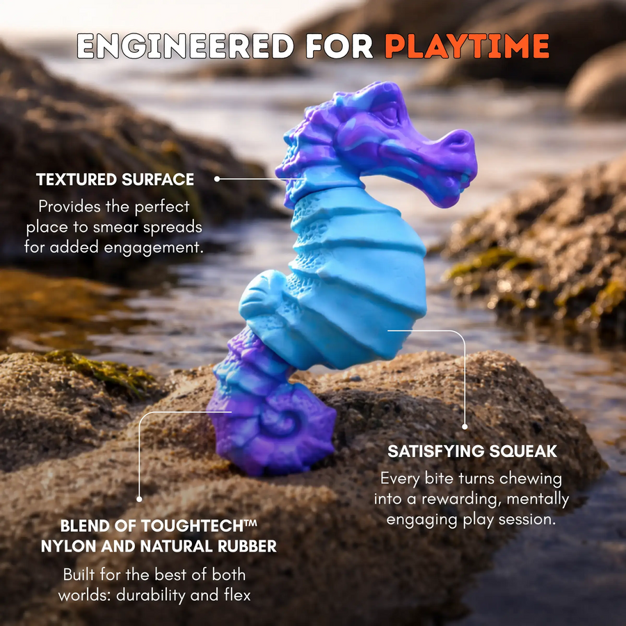 Seahorse Splash