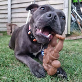 Staffy Schwarzenegger