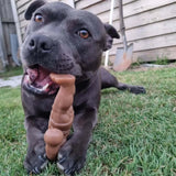 Staffy Schwarzenegger
