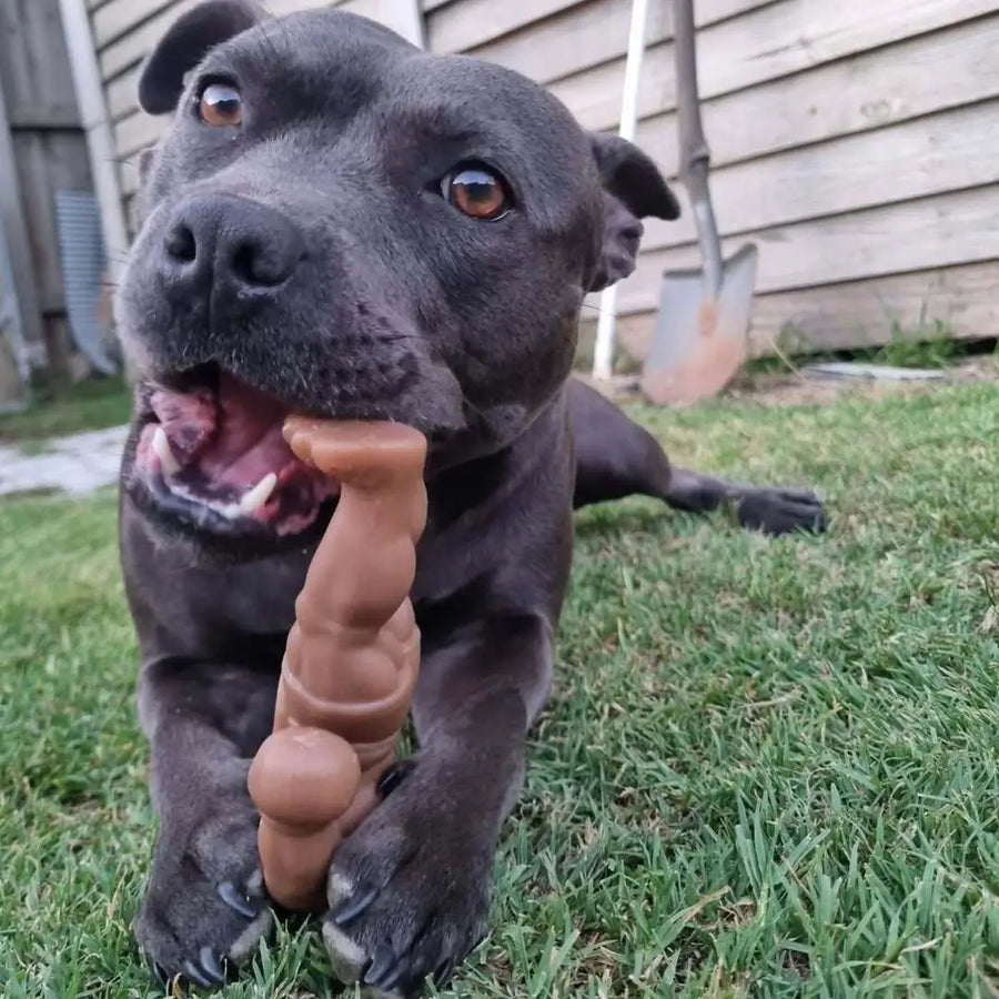 Staffy Schwarzenegger