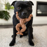 Staffy Schwarzenegger