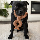 Staffy Schwarzenegger