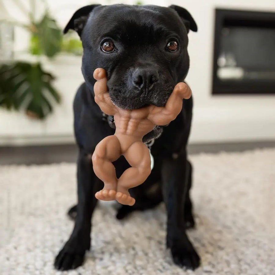 Staffy Schwarzenegger