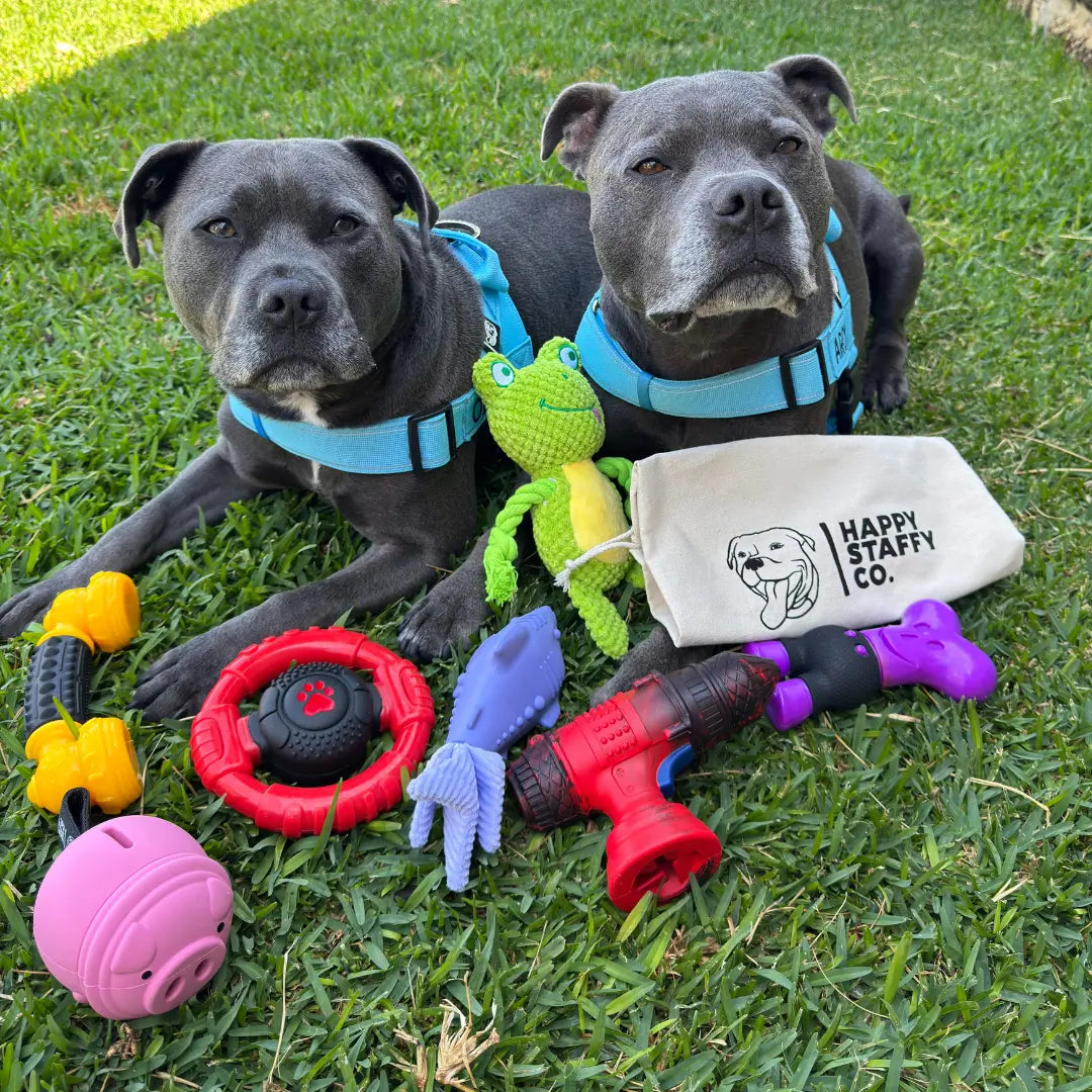Squeaky Fish Fun and Engaging Dog Toys – Happy Staffy Co. US