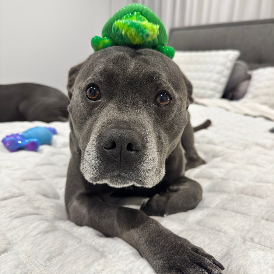 Treat & Toy Bundle (PowerFlex™ Beach Trip) photo 9