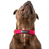 Durable Staffy Collar