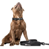 Durable Staffy Collar