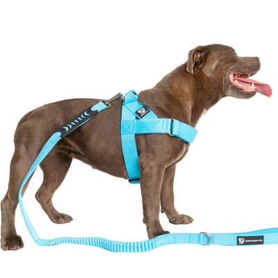 Walkies Starter Pack