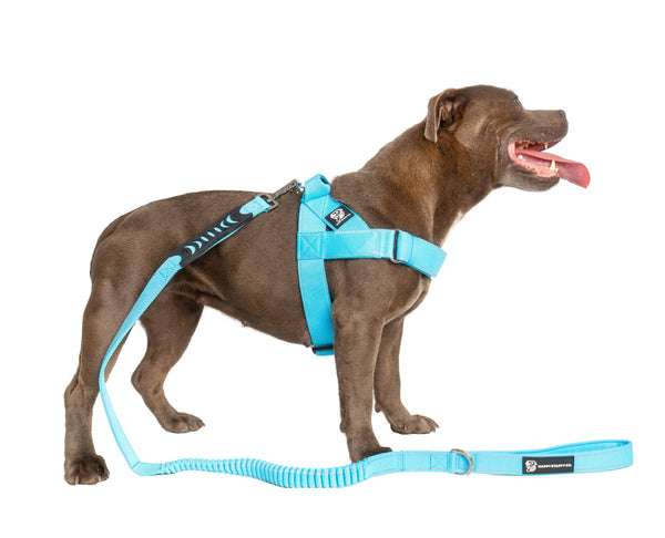 Collars & Leads