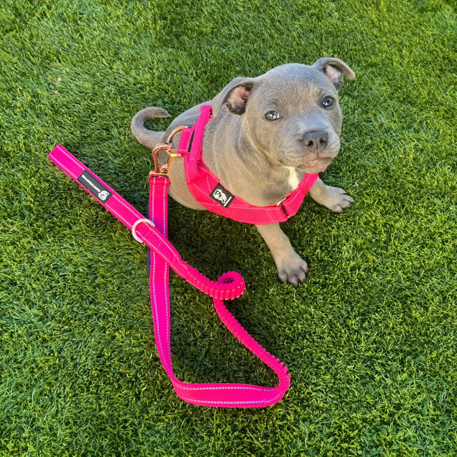 Durable Dog Harness