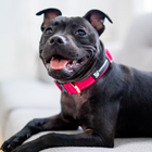 Durable Collar