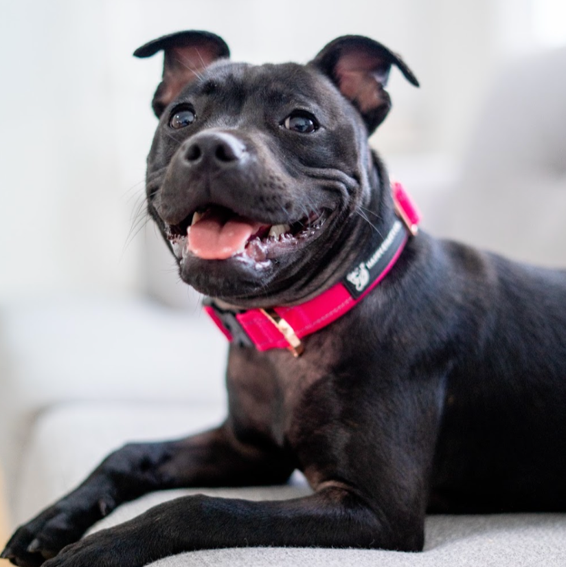 Durable Collar