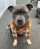 Gray Staffy wearing the brown and cream plaid cotton dog sweater