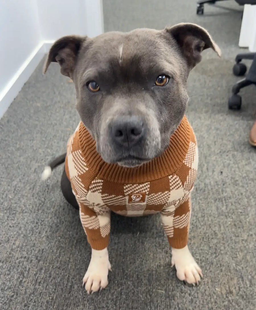 Gray Staffy wearing the brown and cream plaid cotton dog sweater