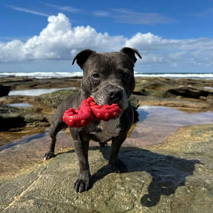 Tommy, beach-testing the Deep Sea Mission