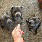 Black Friday Baller Pup Bundle - USA Edition